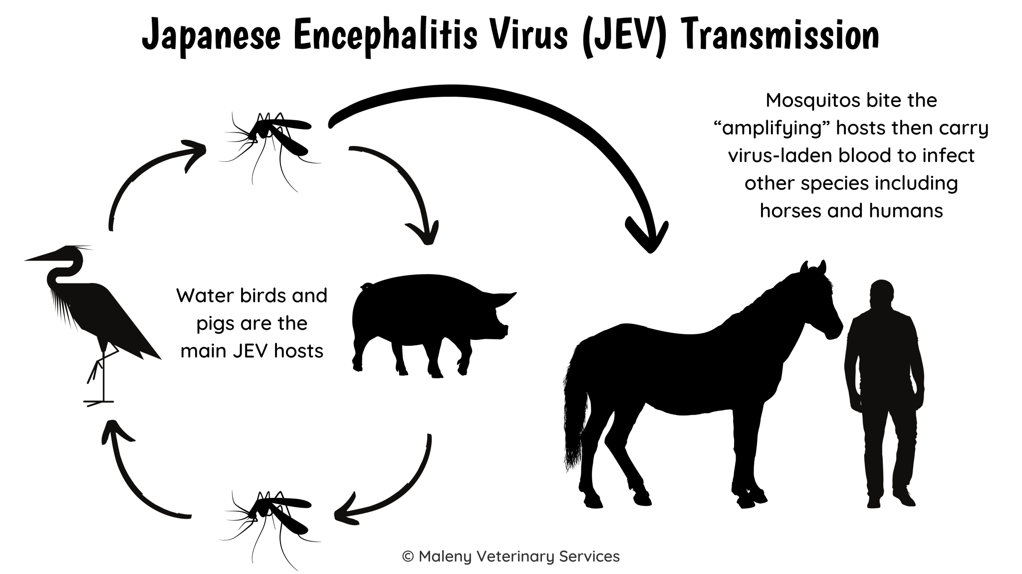 Japanese Encephalitis Virus (JEV) – Maleny Veterinary Services