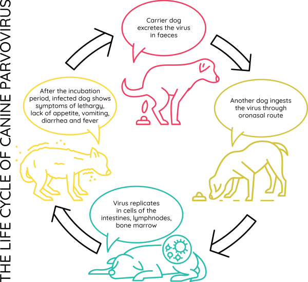 maleny-vet-services_lifecycle-of-parvovirus copy